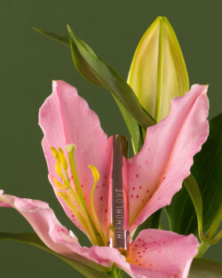 High on Love - Lip Gloss Pentru Cupluri cu Plumping si Stimulare image 4